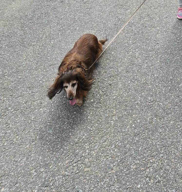 Пропал Ричи, длинношёрстная такса, Повракулка