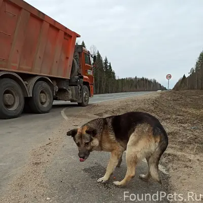 Пропала собака, Няндомская дорога, пос. Волошка