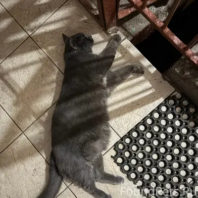 Найден кот, Калининский район