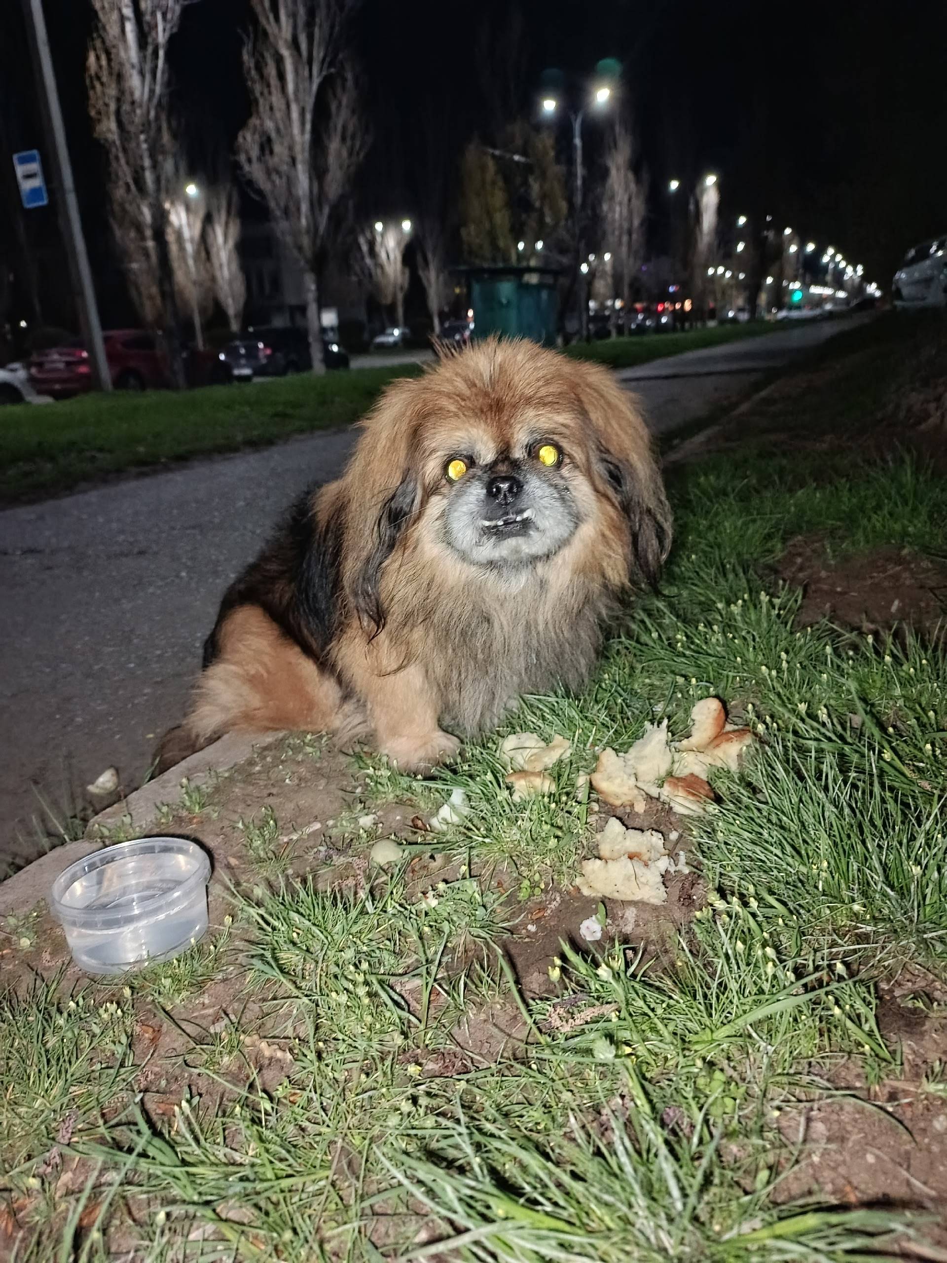 Пропал пекинес, район 105 училища