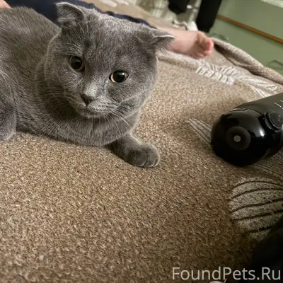 Пропал кот, деревня Фролово, Шиловский район