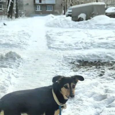 Пропала собака, колхозный рынок