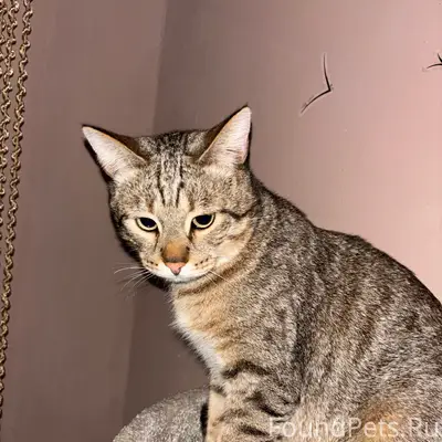 Найден кот, рудник