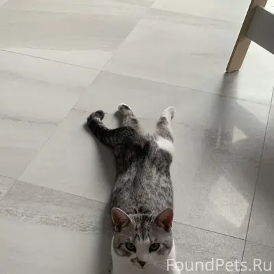 Пропал котик, помогите найти