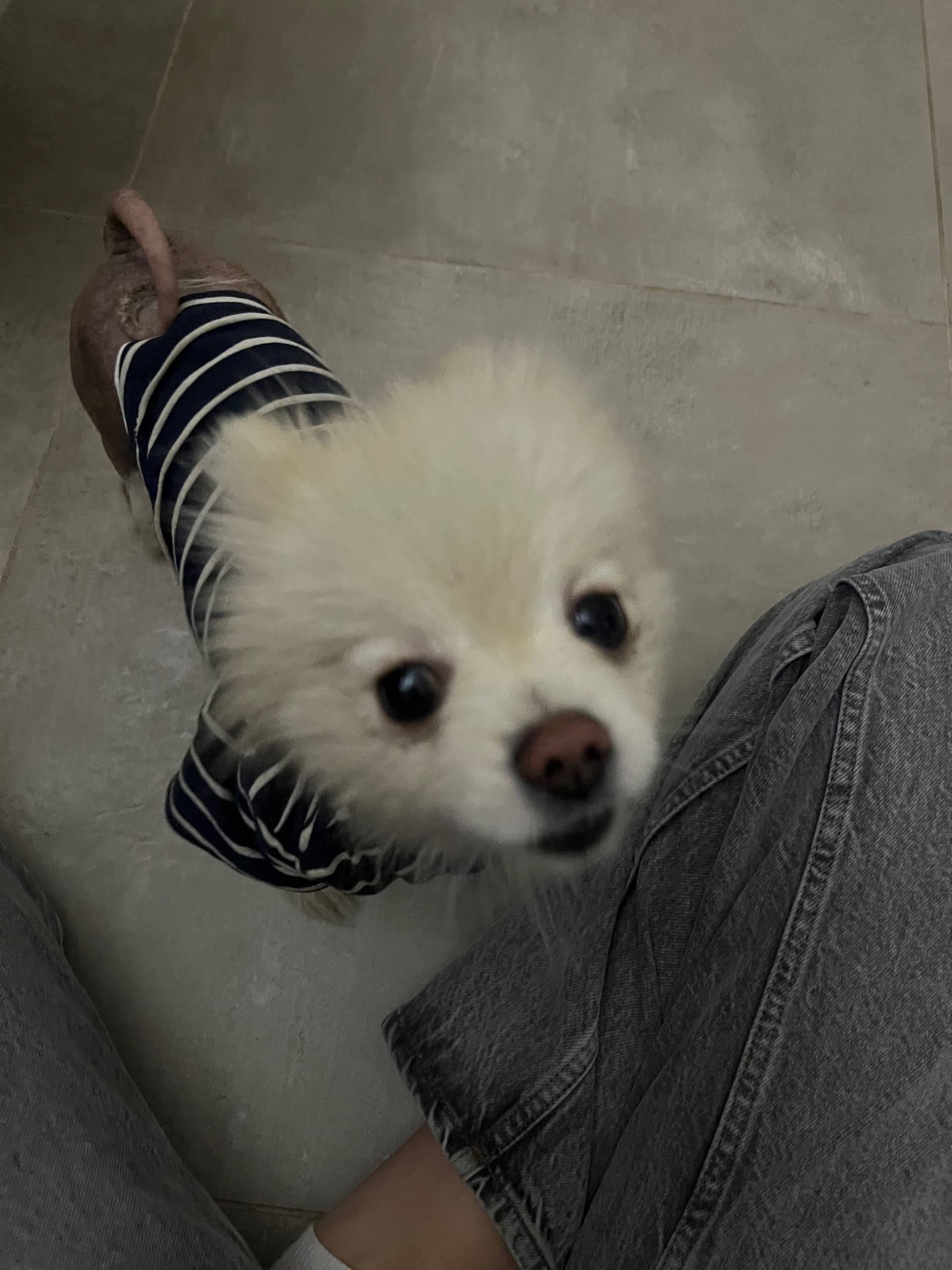 Найден шпиц, Новгородская 3Ак7