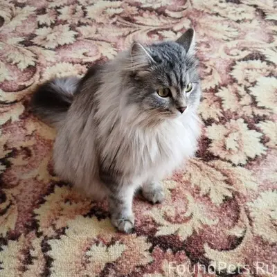 Пропала кошка Василиса