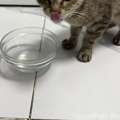 Найдена кошка, Бабушкина 13 а