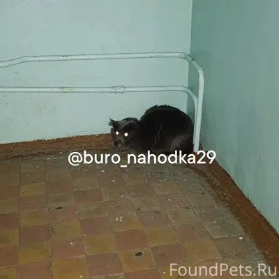 Найдена кошка, Ленинградский район