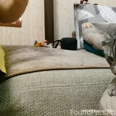 Найден кот, 12 мкр