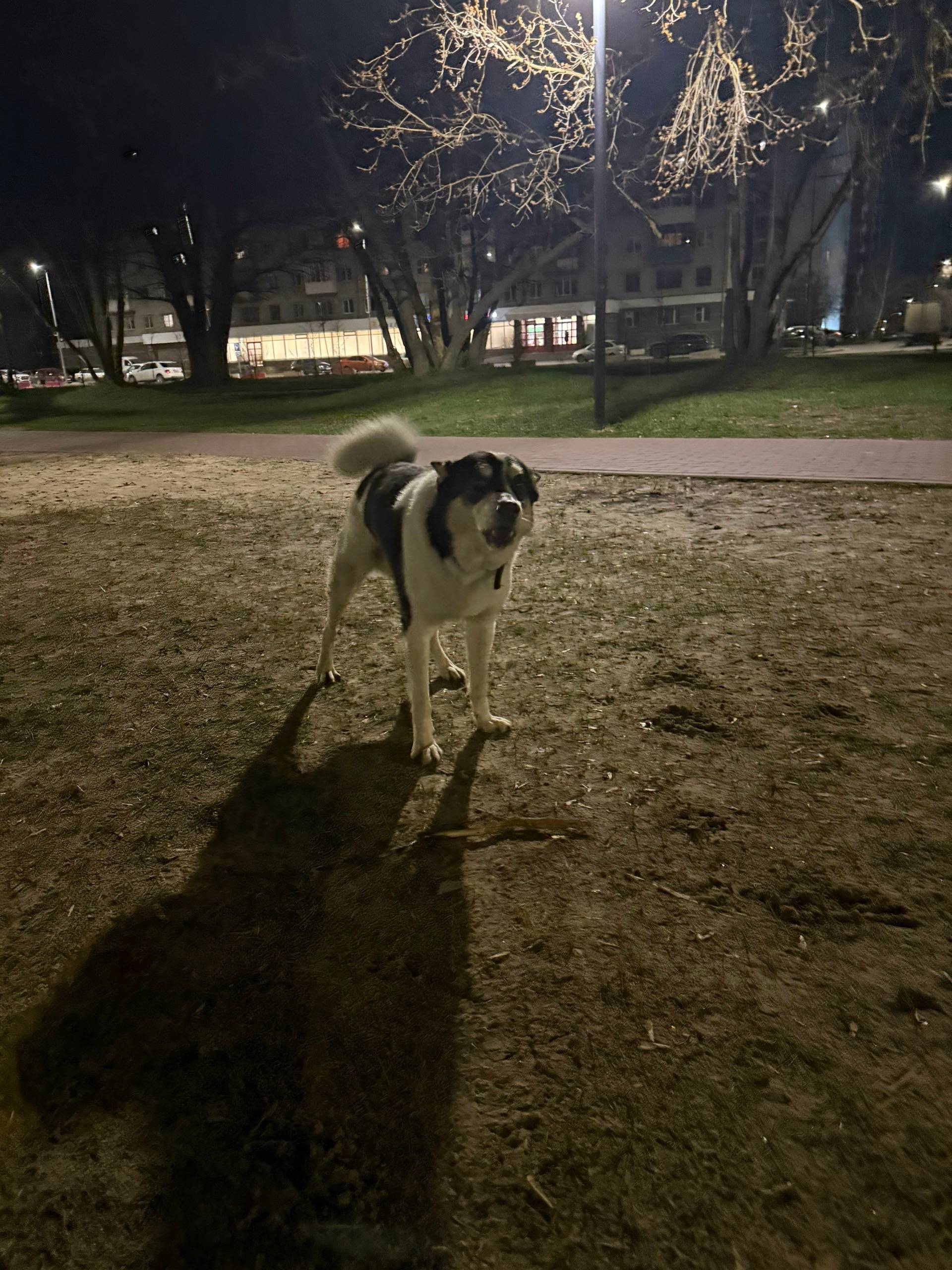 Найден а собака, пр. Молодёжный