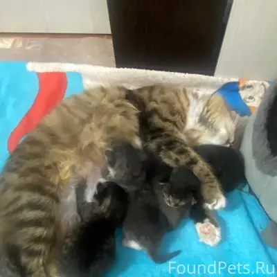 Пропала кошка, улица Маяковского
