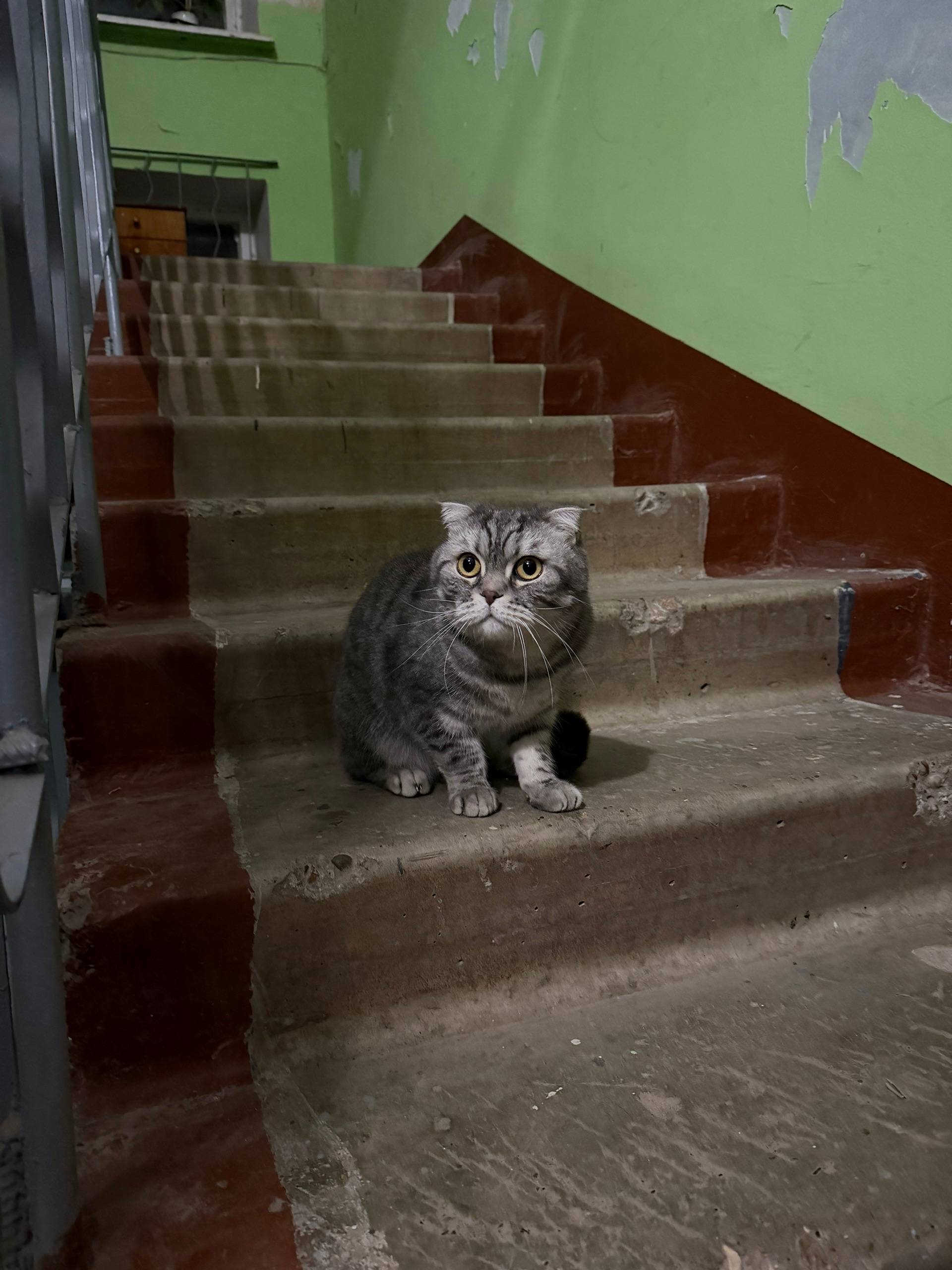 Найден кот или кошка, Щербинки-1