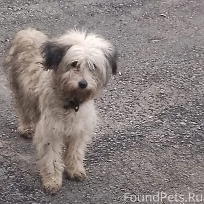 Пропала собака Жужа