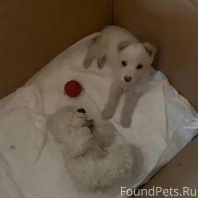 Найден щенок, 2 месяца