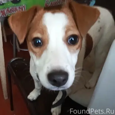 Пропала собака, СНТ Уйма