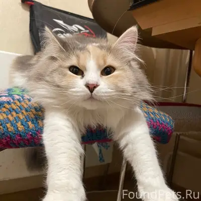 Пропала трехцветная кошка Карамелька