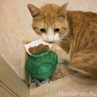 Найден кот, район 30 школы