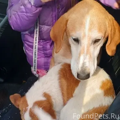 Пропали гончая со щенком, Шекшема