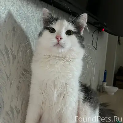 Пропал кот, Подлипки