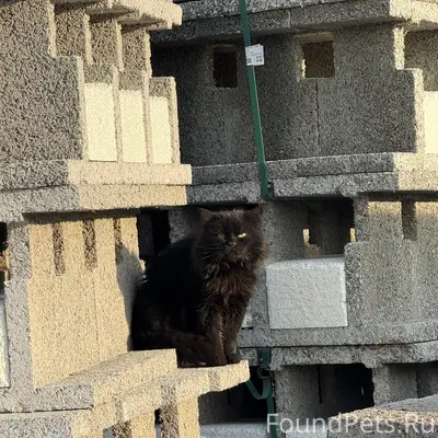 Пропал кот Кефир, Первомайский район