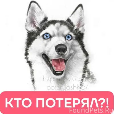 Найден хаски Миша, Саратов, ул. Тулайкова