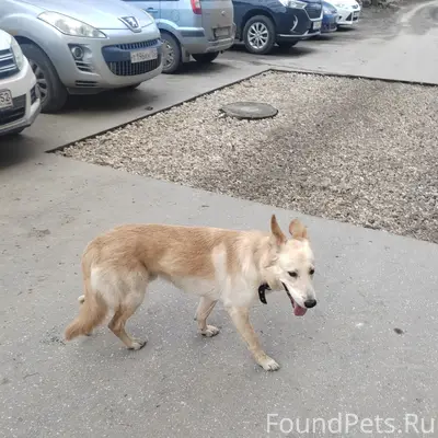 Найдена собака, г. Дзержинск