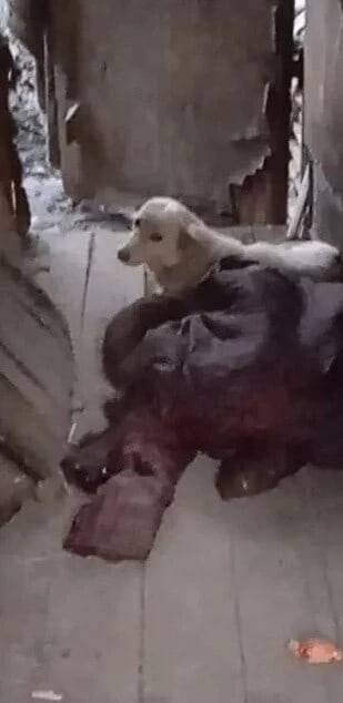 Пропала домашняя собака Мили, Барнаул