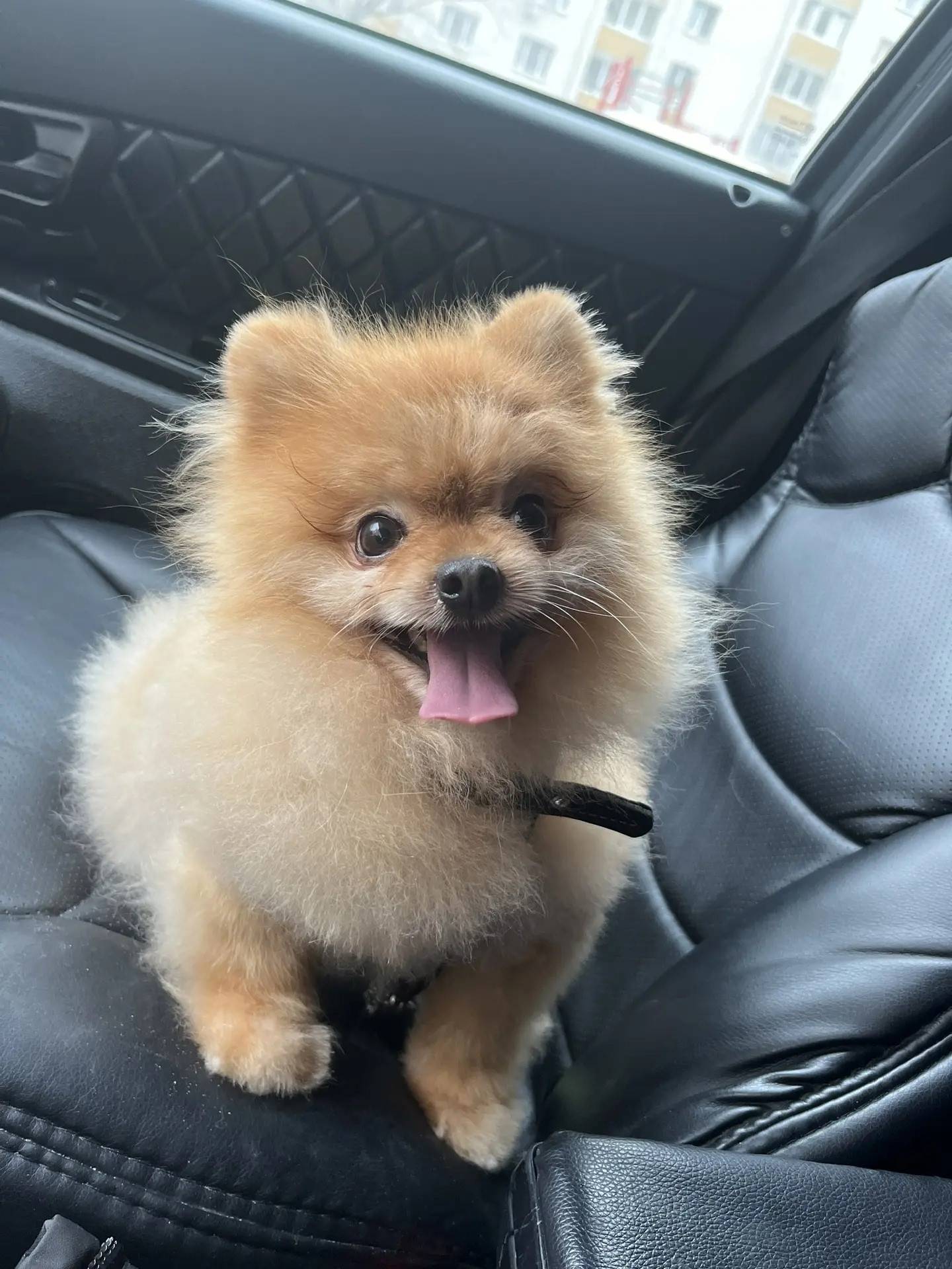 Пропал шпиц, хромает, ул. Зои Космодемьянской