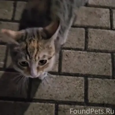 Найдена кошка, г. Чехов