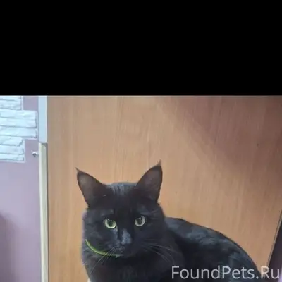 Пропал кот Саша, Матвеев курган