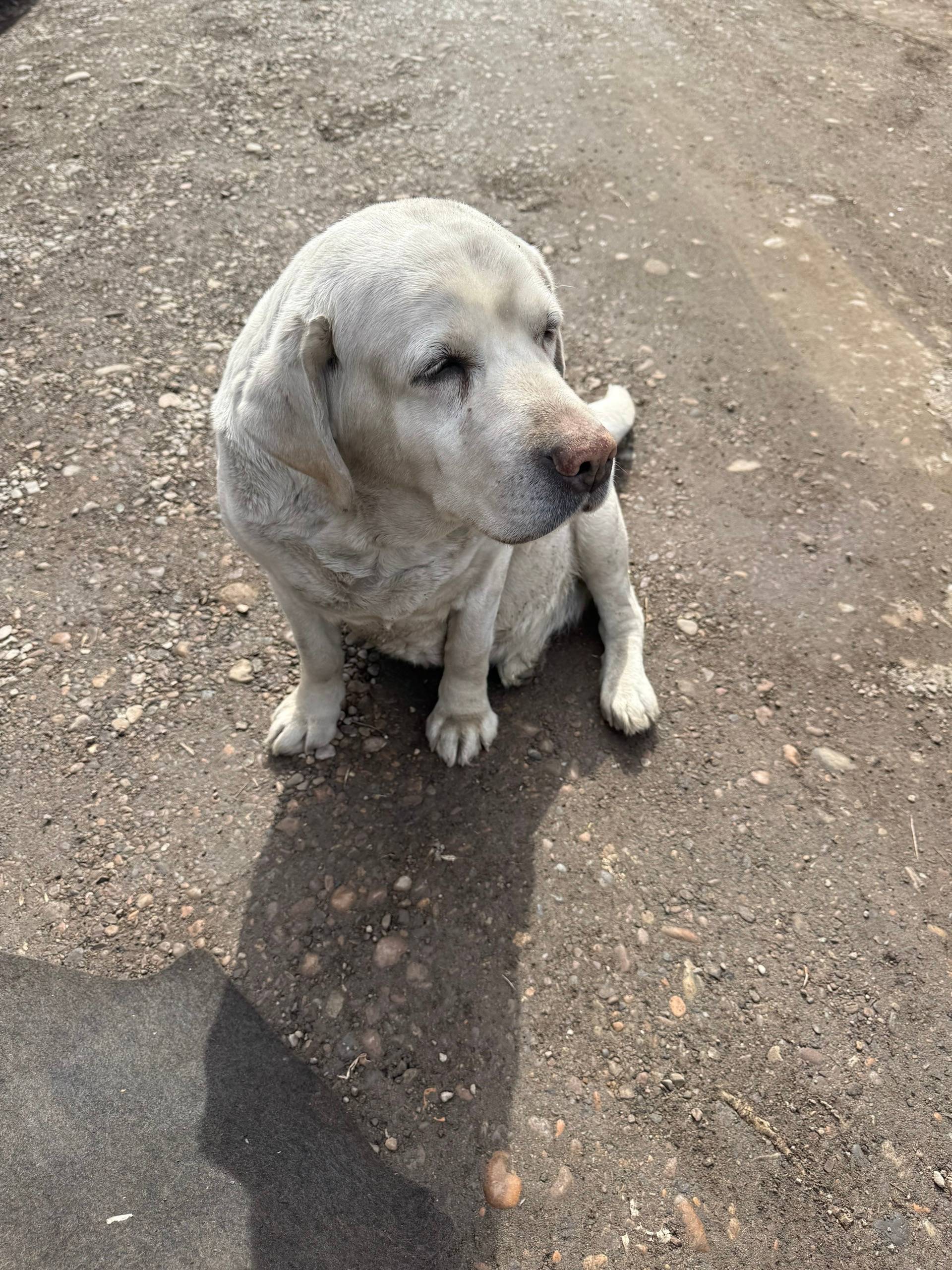 Найден лабрадор, район Дк Орбита
