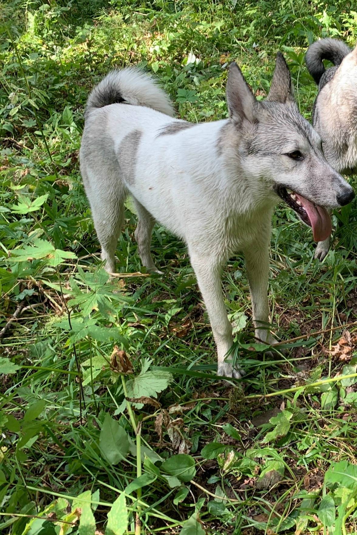 Пропал Рой, западно-сибирская лайка, бело-серый окрас
