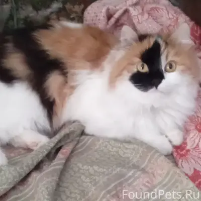 Пропала кошка, за костромкой