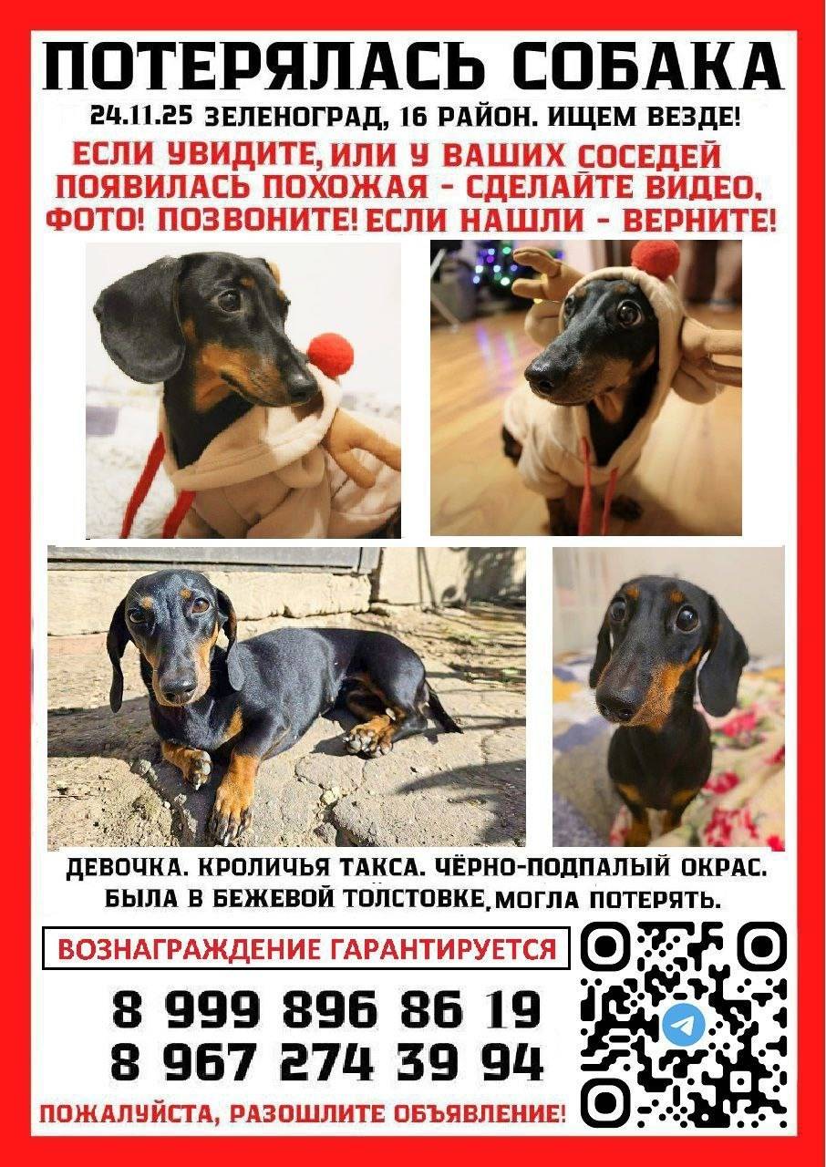 Пропала кроличья такса Несси, Зеленоград, Москва