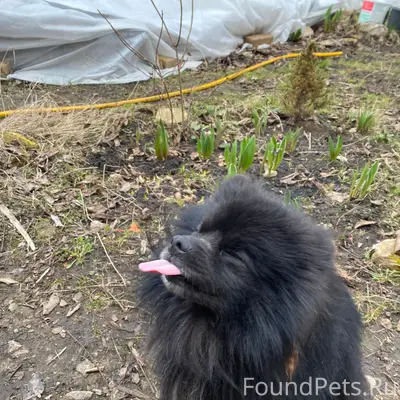 Найден шпиц, район «Мичуринец», «Колосок», «Отдых»