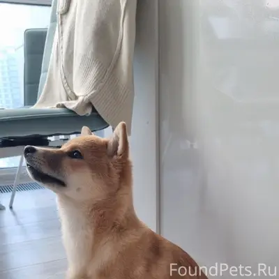 Пропала Сиба-ину, Раменское