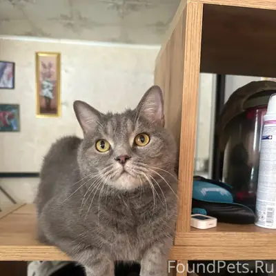 Пропала шотландская вислоухая кошка, Щелково