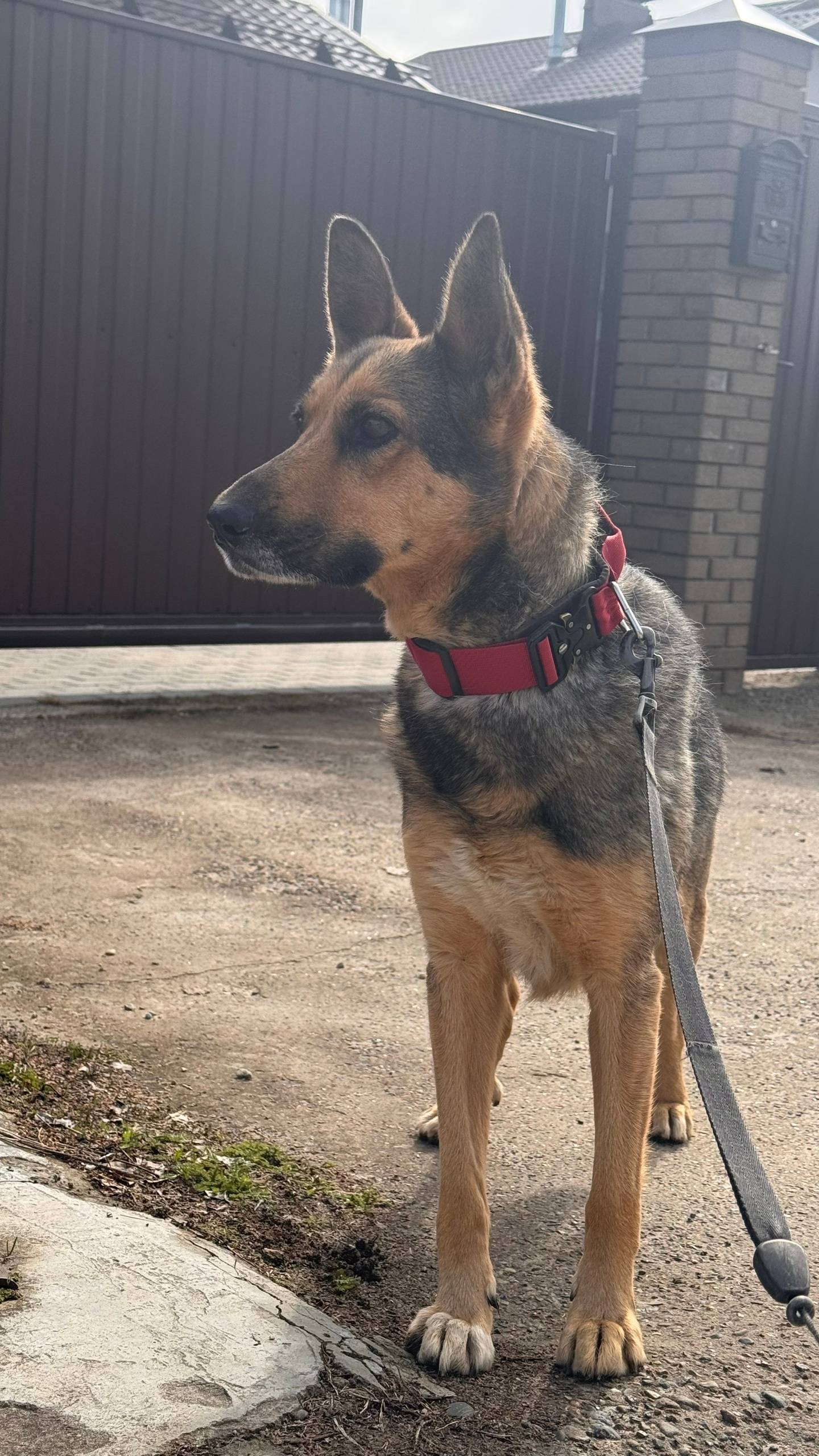 Найдена собака Малина