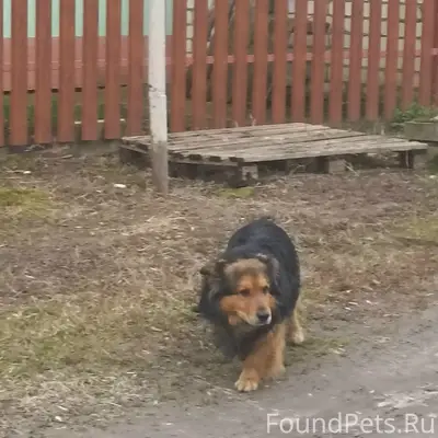 Пропала собака, улица Омская