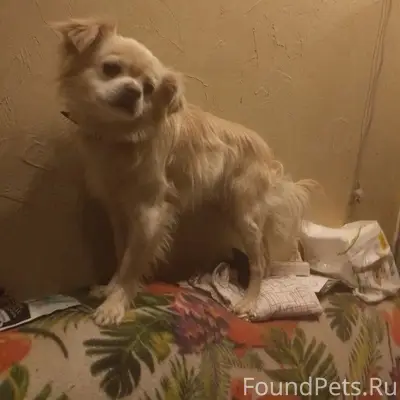 Найден мальчик в ошейнике, Грязи район комбинат