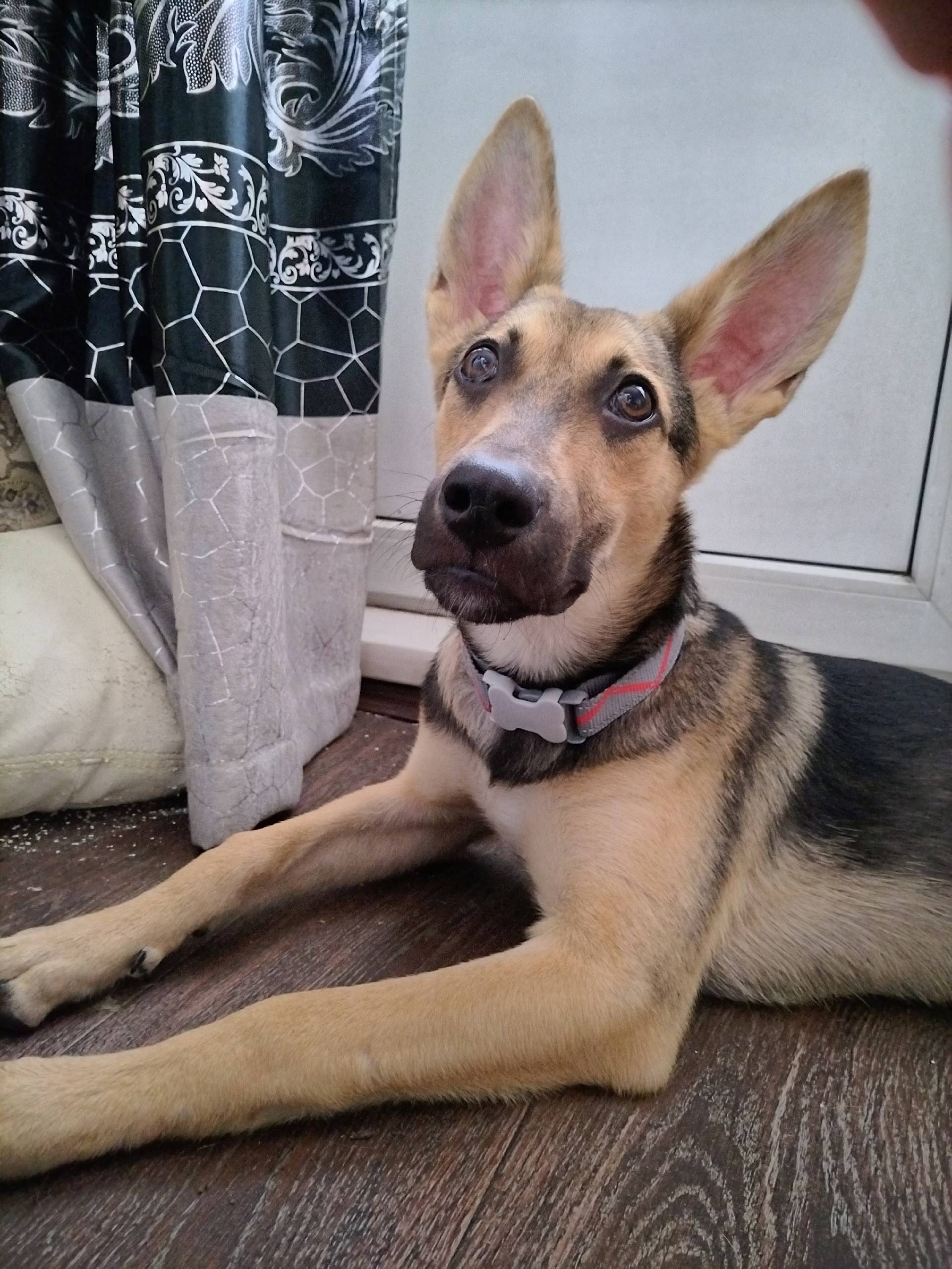 Найден щенок, около 22 мкр 4й дом