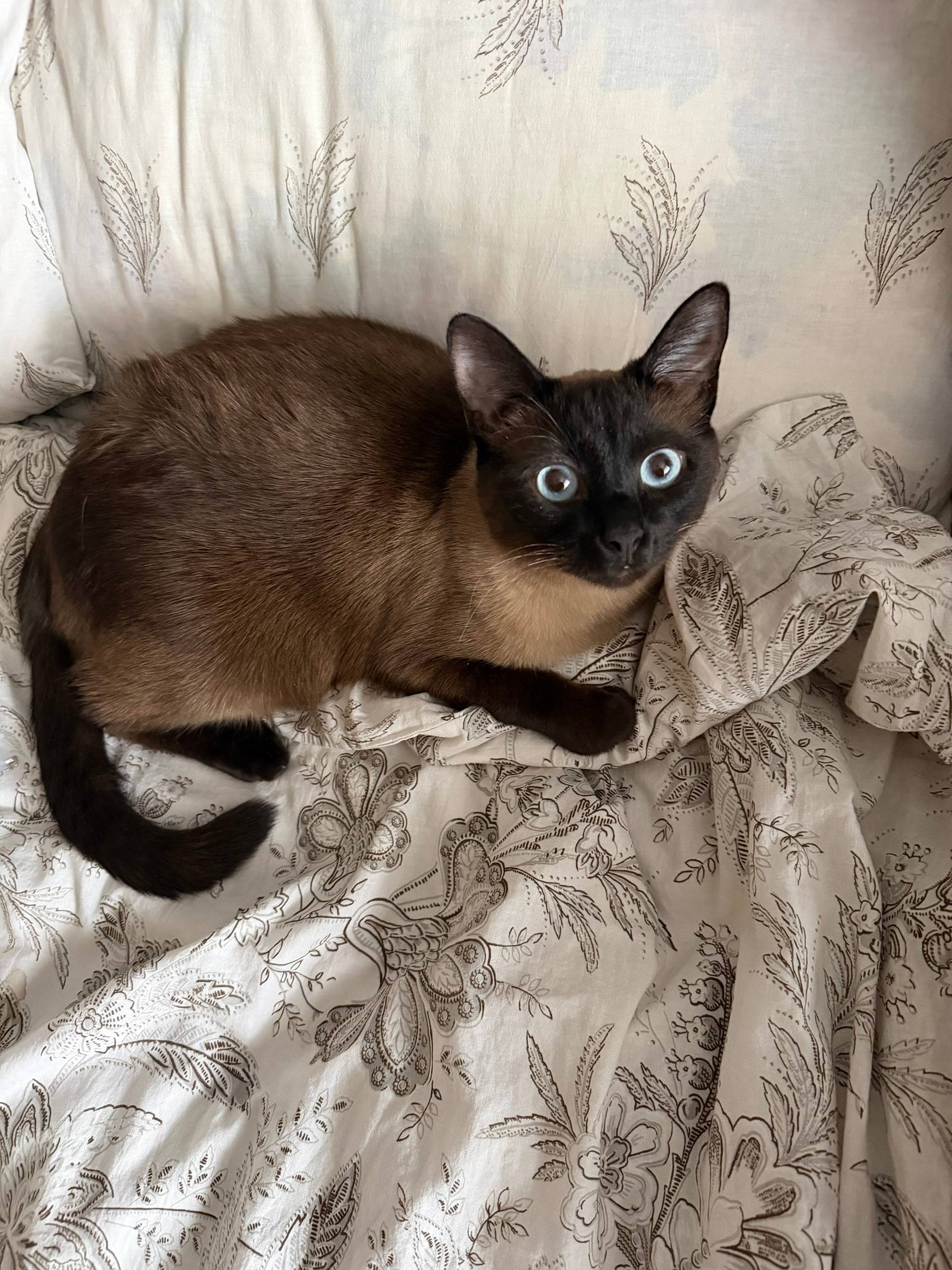 Пропал сиамский кот Коржик, 8 линия