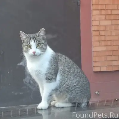 Пропала кошка, район Сармата