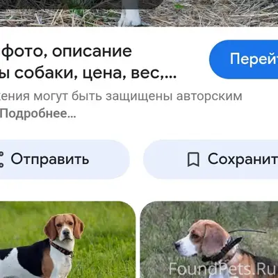 Пропал Бигль, Северный район