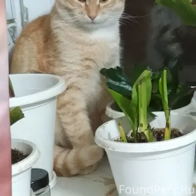 Пропал кот Плюх, Пенза