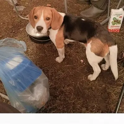 Пропала собака, Прокопьевское водохранилище