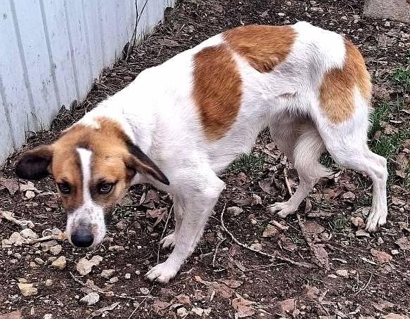 Пропала собака, фенотип эстонская гончая, Энгельс