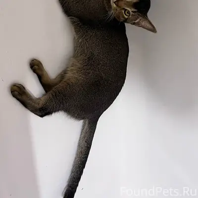 Пропал кот Чичик, улица Кооперативная