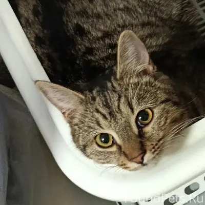 Пропала кошка, Молодежная 1