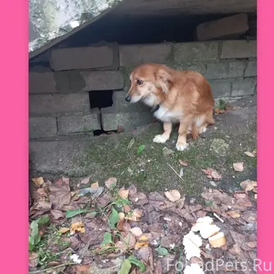 Пропала собака, около больницы